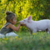 小学步女孩爱抚和亲吻猪仔猪在一个绿色的草地。可持续发展，热爱大自然，尊重世界和爱动物的概念。 生态学、生物学、素食主义者、素食主义者